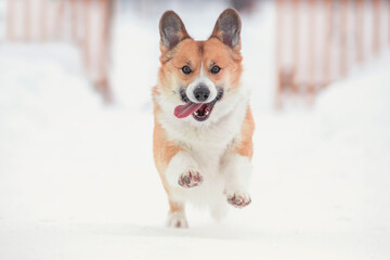 red Corgi Dog runs in the winter garden on the fluffy snow sticking out his tongue