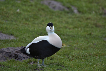 Drake Common eider , Somateria mollissima