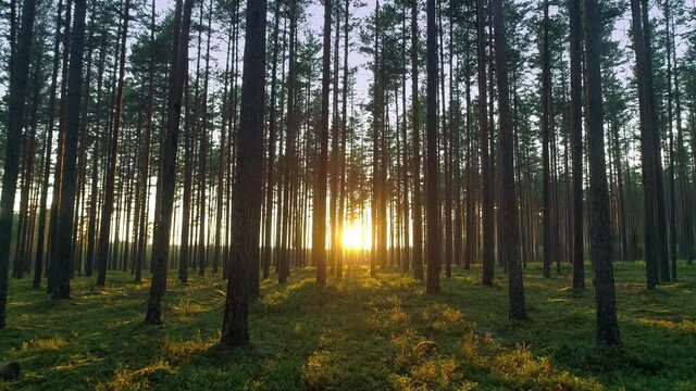 Beautiful nature, pristine forest with long trees trunks, green grass moss carpet and radiant shimmering shining sunset, forward motion view