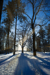 Park In Winter On A Sunny Day With Sunrays, In Spremberg, Bismarck Tower In Background