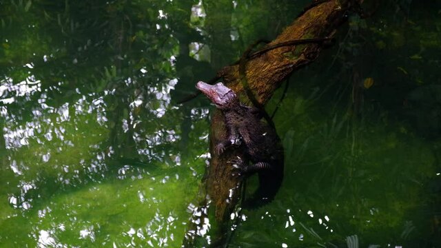 An alligator is resting in the river.