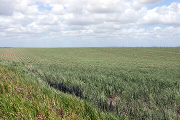 Sugarcane plantation located in the state of Alagoas, Brazil. Its scientific name is Saccharum officinarum.