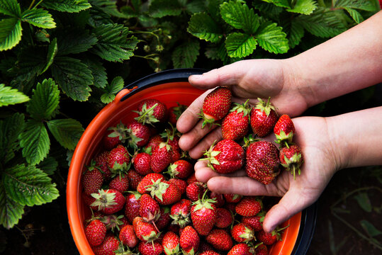 Cropped image of woman holding strawberries at farm