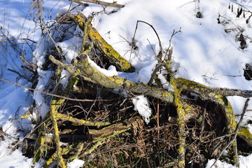 Brushwood pile with Snow