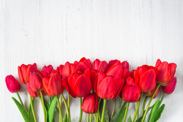 Spring holiday greeting card. Frame of red tulips on white wooden background. Space for text, flat...