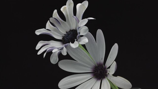 Flowers opening. Timelapse of beautiful pink Osteospermum Margarita White Spoon flower blooming, isolated on black background. Time lapse. African daisy bunch of spring Easter flowers open, close-up. 