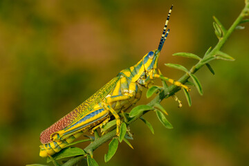Painted Grasshopper ascending a branch.