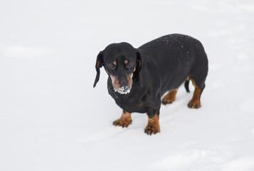 Winter portrait of young dachshund dog with iced snout after an active search in fresh snow