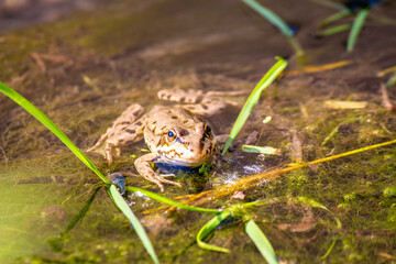 A frog sitting in a swamp among mud and duckweed 