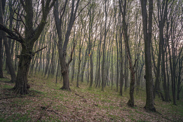 Obraz premium Spring forests