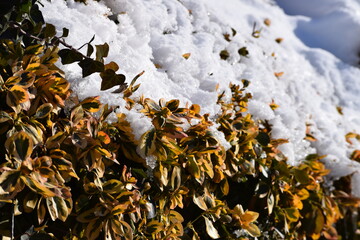 Hedge in the Snow