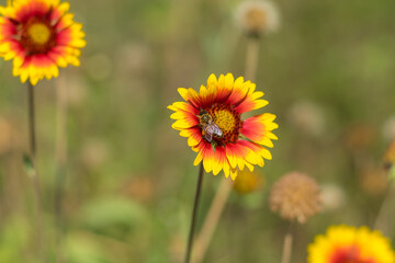Nice Indian blanket flowers and lonely bee gathering nectar in the summer garden