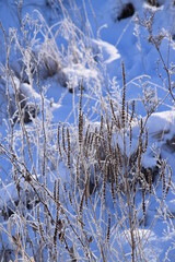 Mignonette in Winter