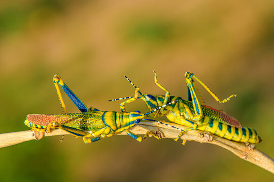 two painted grasshopper on a branch, battling for dominance.