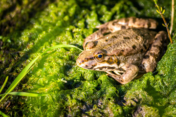 A frog sitting in a swamp among mud and duckweed 
