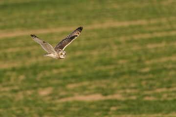 コミミズクの飛翔