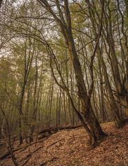 Fototapeta premium Spring forests