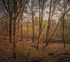 Fototapeta na wymiar Spring forests