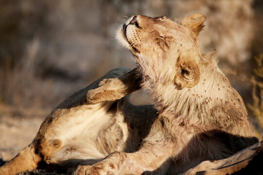 Lion scratching while sitting on field