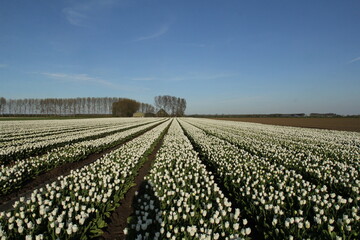 a beautiful landscape in holland in springtime with a bulb field with white tulips and a farm and a blue sky in the background in springtime