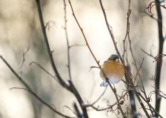 Chaffinch Puffed up on branch