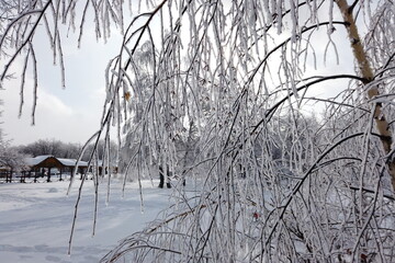 Birch tree branches with last yellow leaves over white sky background, natural abstract photo