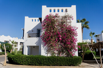 Flowers on empty stone wall and paved street