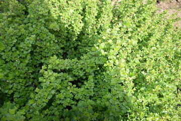 Dense bush with tiny leaves