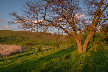 Summer moring among fields