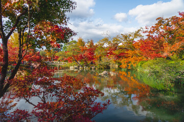Fototapeta na wymiar Japanese fall autumn in Eikan do temple with red leaves