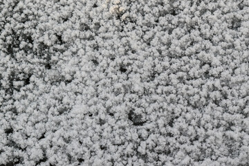 White rime on a dark background for the backdrop. Frosty frost concept.