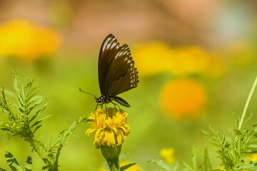 butterfly on flower