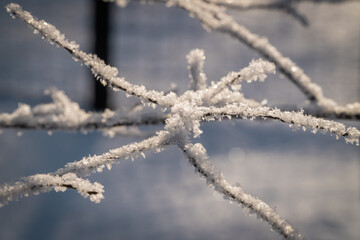 Snowflakes on tree branches after a snowfall close-up.