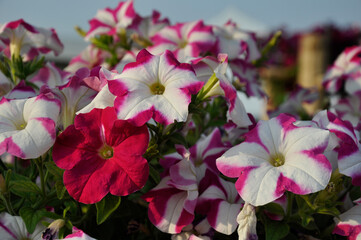  Beautiful petunia flower in the garden. Organic farm of Foto Finish Rose Star Petunia flowers.