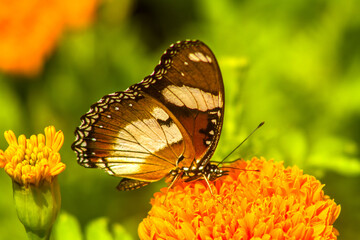 butterfly on flower