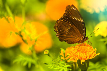 butterfly on flower