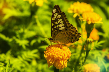 butterfly on yellow flower