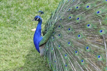Obraz premium peafowl walks on the green grass. Beautiful peacock. High quality photo