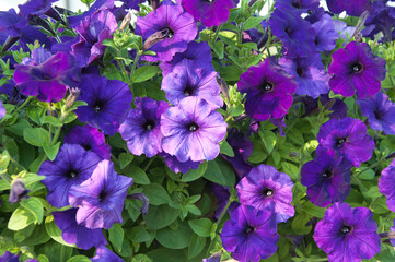  Organic farm of Easy Wave Blue Petunia flowers. Beautiful petunia flower in the garden.