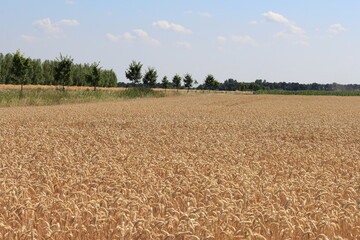 a big wheat field with ripe wheat ears in the dutch countryside in summer and a dike with trees in the background