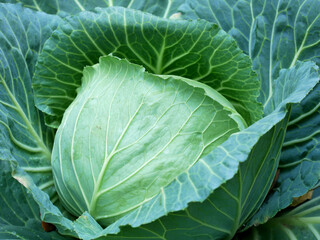 cabbage in the garden