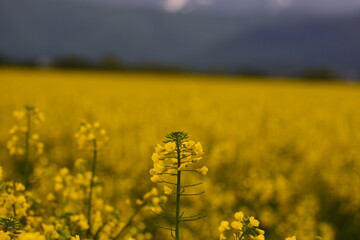 Obraz premium Rapeseed flowers and yellow field with dark cloudy sky