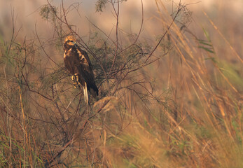 Eurasian Marsh harrier at Asker Marsh, Bahrain