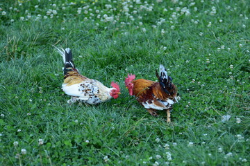 Small roosters facing off in grass