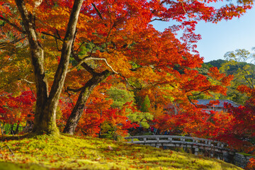 Japanese fall autumn in Eikan do temple with red leaves
