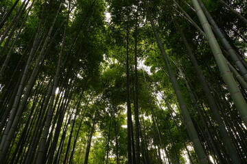 鎌倉の竹藪