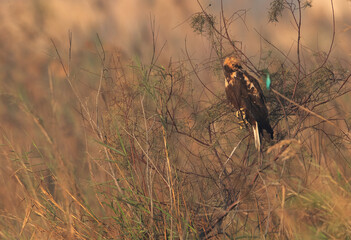 Eurasian Marsh harrier in perched at Asker Marsh with a common kingfisher on the foregorund, Bahrain