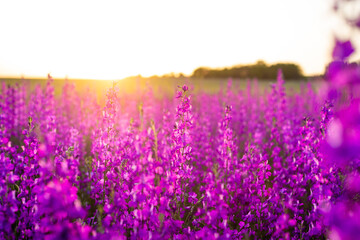 Landscape with beautiful purple flowers against the backdrop of the rays of the setting sun. A headset for your phone, desk or wall poster.