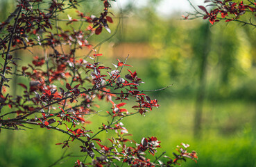 Morning nature in sunlight and dew