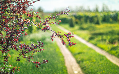 Morning nature in sunlight and dew